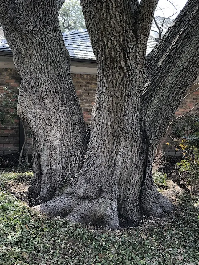 Mature heritage tree close to a Amsterdam property cared for by certified arborists
